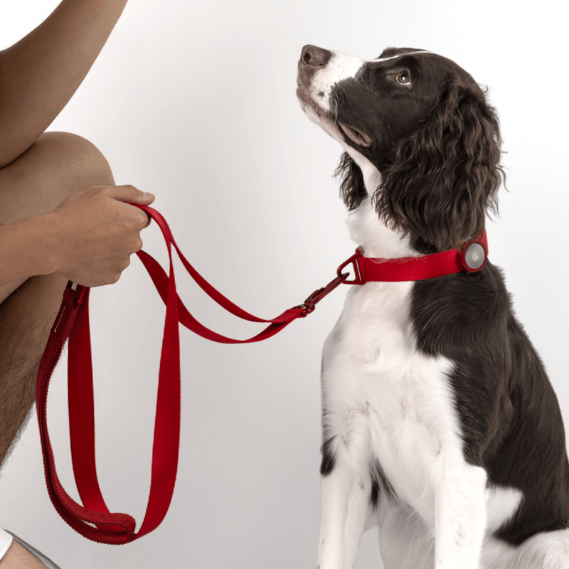 Collar & Leash Lightweight Alloy Set